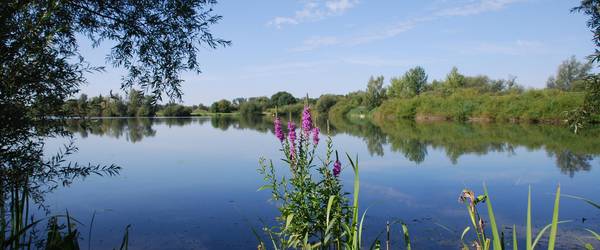 Der Koldinger Teich mit einer blühenden Wildblume im Vordergrund