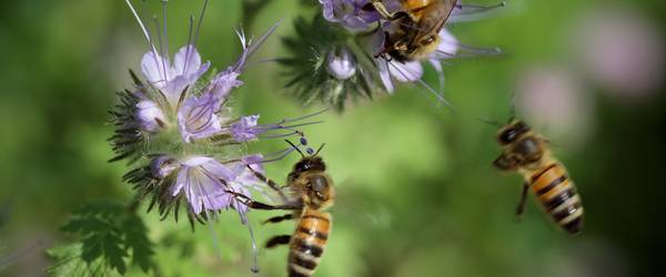 Zwei Bienen befinden sich an jeweils einer Blume während eine weitere Biene fliegt.