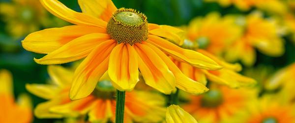 Blumen auf einer Wiese